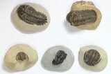 Lot: Assorted Devonian Trilobites - Pieces #119919-2